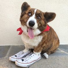 thedogist.com / bit.ly/2di1Bh4