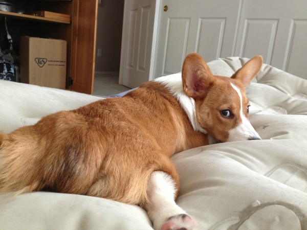 Corgi Dogs / bit.ly/2cHYbCE
