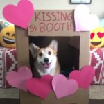 15 Corgi Kissers, A Bride And A Blue Rat