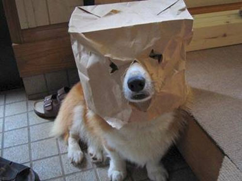 paperbagcorg