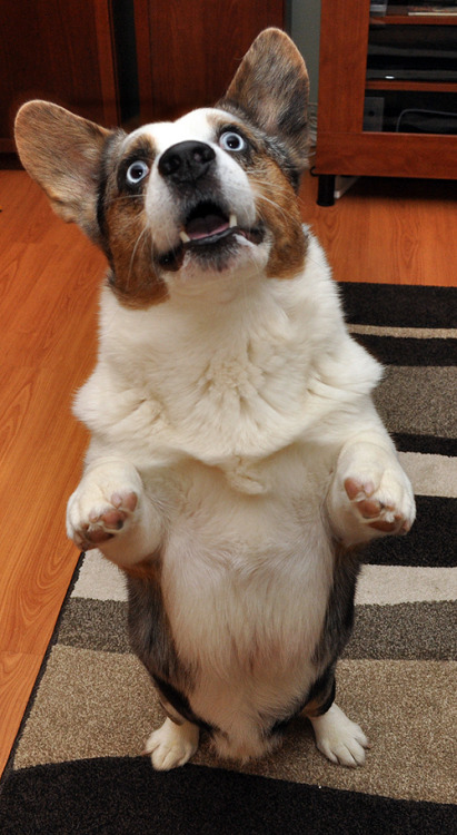 Obsessive Corgi Disorder 