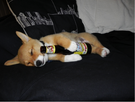 Randy's Corgi Stories / bit.ly/2cFpTBE
