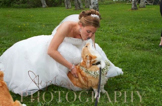The Daily Corgi / bit.ly/2dk2KHN