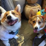 Happy Corg-O-Ween 2016!