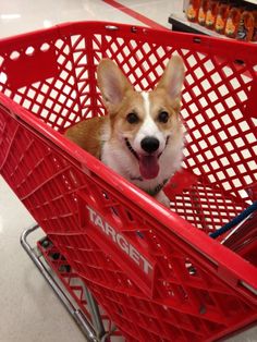 corgiaddict.com