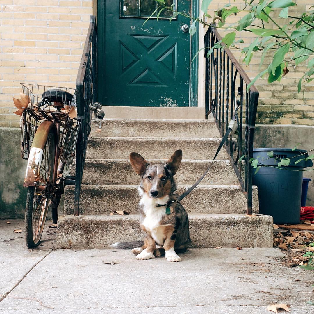 Connie The Corgi / conniethecorgi.tumblr.com
