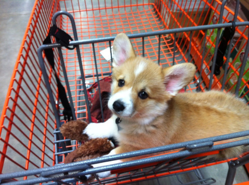 /corgiaddict.com/post/64905227456