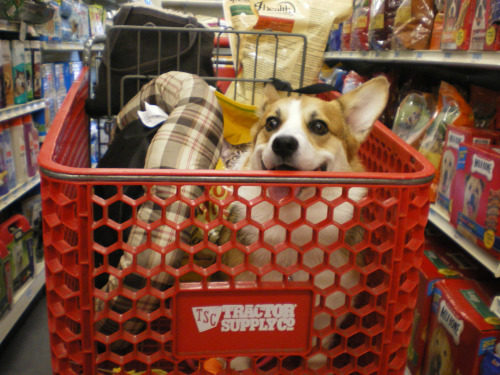 corgisbeggingforstuff.com/page/65