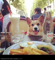 corgis-everywhere.tumblr.com/post/90086826232