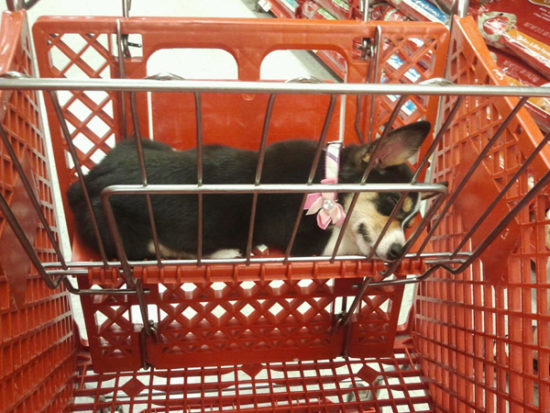 www.dogster.com/bolz/corgis-walter-and-lizzie