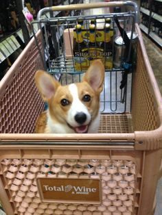 corgiaddict.com