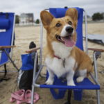 WAG-worthy Wednesday: 32 Corgi Tongues!