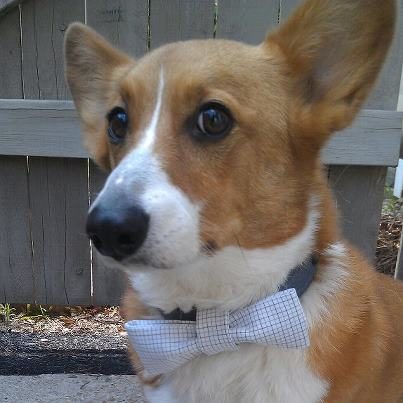 corgiaddict.com/post/28134285883