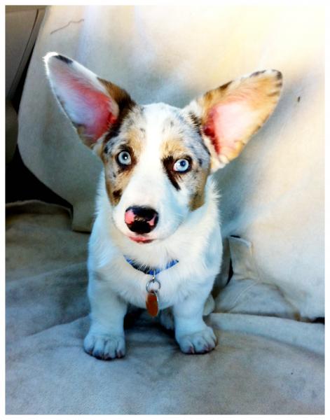 http://corgiaddict.com/post/3737523924