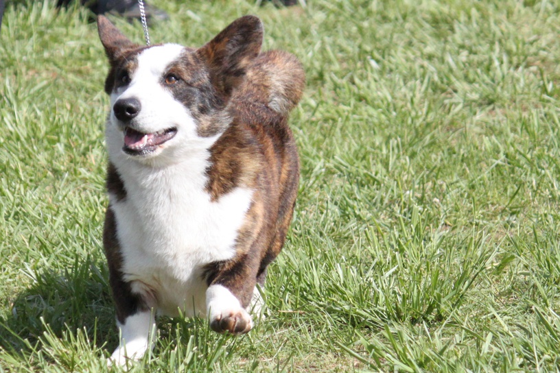 wikipet.com/breeds/dog/breed.php?breed_id=59