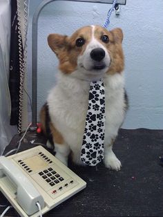 spottie