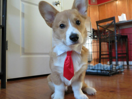 corgiaddict.com/post/28070814911