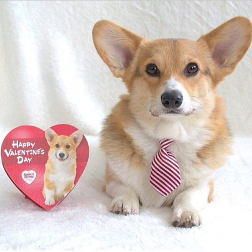 Chompers The Corgi