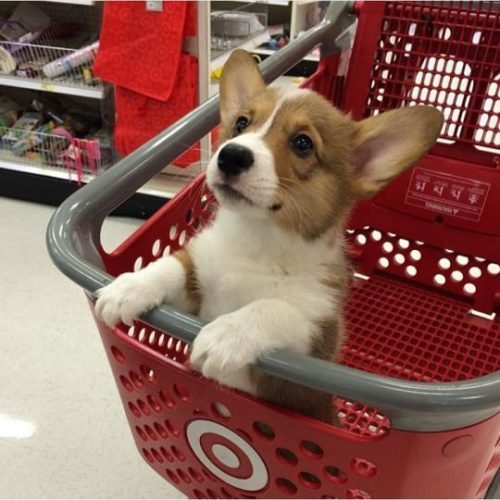 ventusthecorgi.tumblr.com