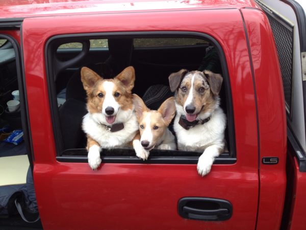 The Daily Corgi bit.ly/2g7oOFW