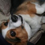 The Art of the Selfie: Ten Corgi Hams for the Cam!