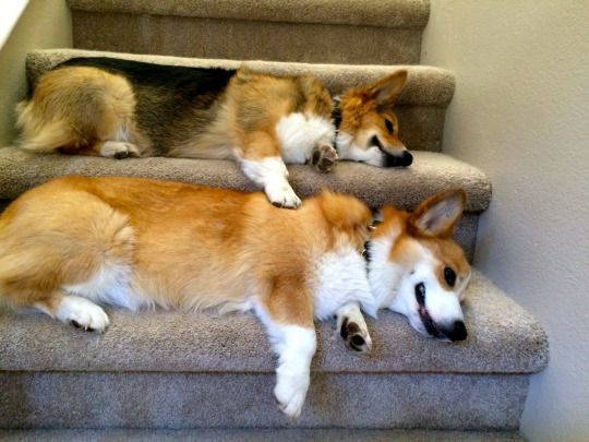 stubbiethecorgi.tumblr.com