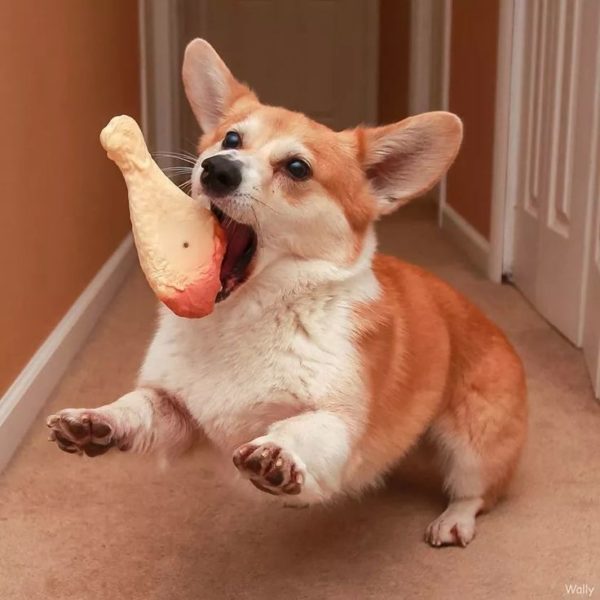 instagram.com/wallythewelshcorgi/