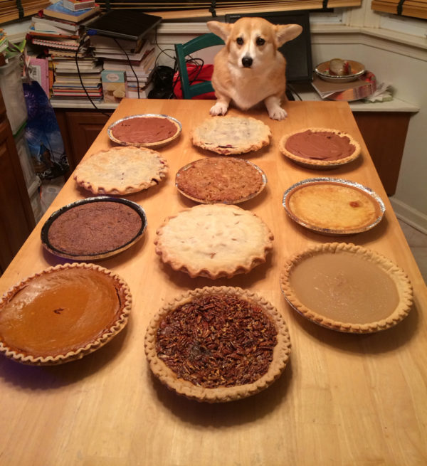 scampthecorgi.tumblr.com