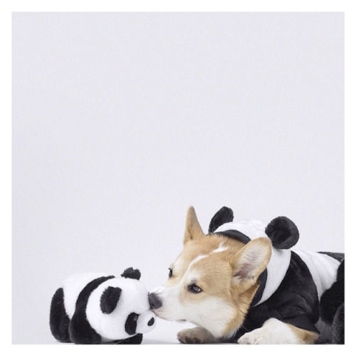 tumblr / Geordi La Corgi