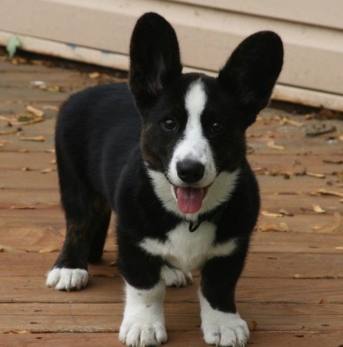 Corgi Addict