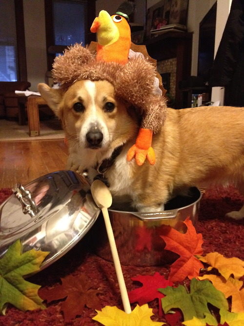 Corgi Addict