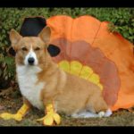 Let’s Talk Turkey, Corgi Nation
