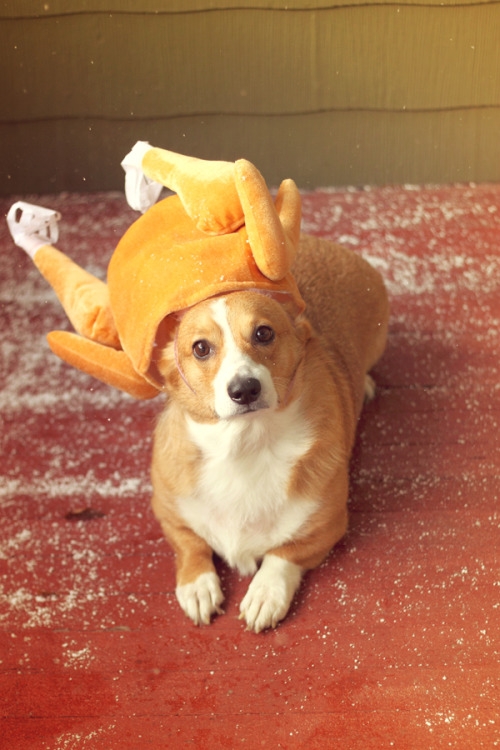 Sookie The Corgi / bit.ly/2eZjIfJ