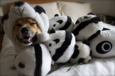 Pinterest