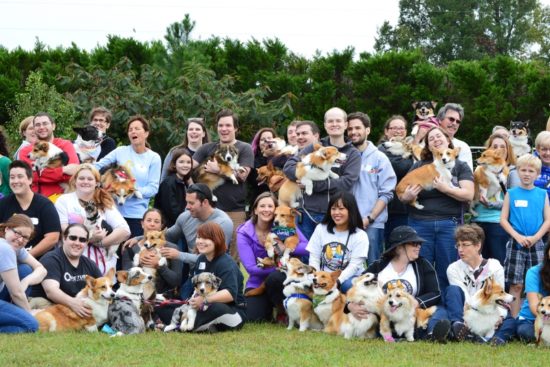 North Carolina Corgi Picnic / dailytarheel.com