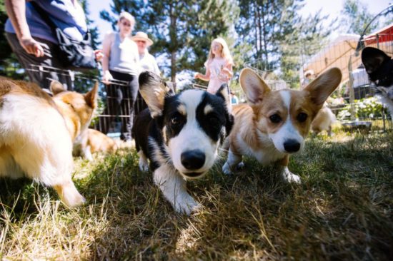 Pacific NW Corgi Picnic / abcnews.go.com