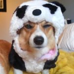 Panda-monium, Corgi Style!