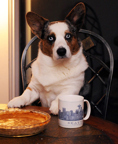 simonsaysbark.tumblr.com