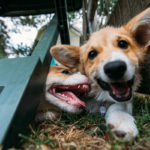 Corgi Mix n’ Mingle: A Meetup Directory!