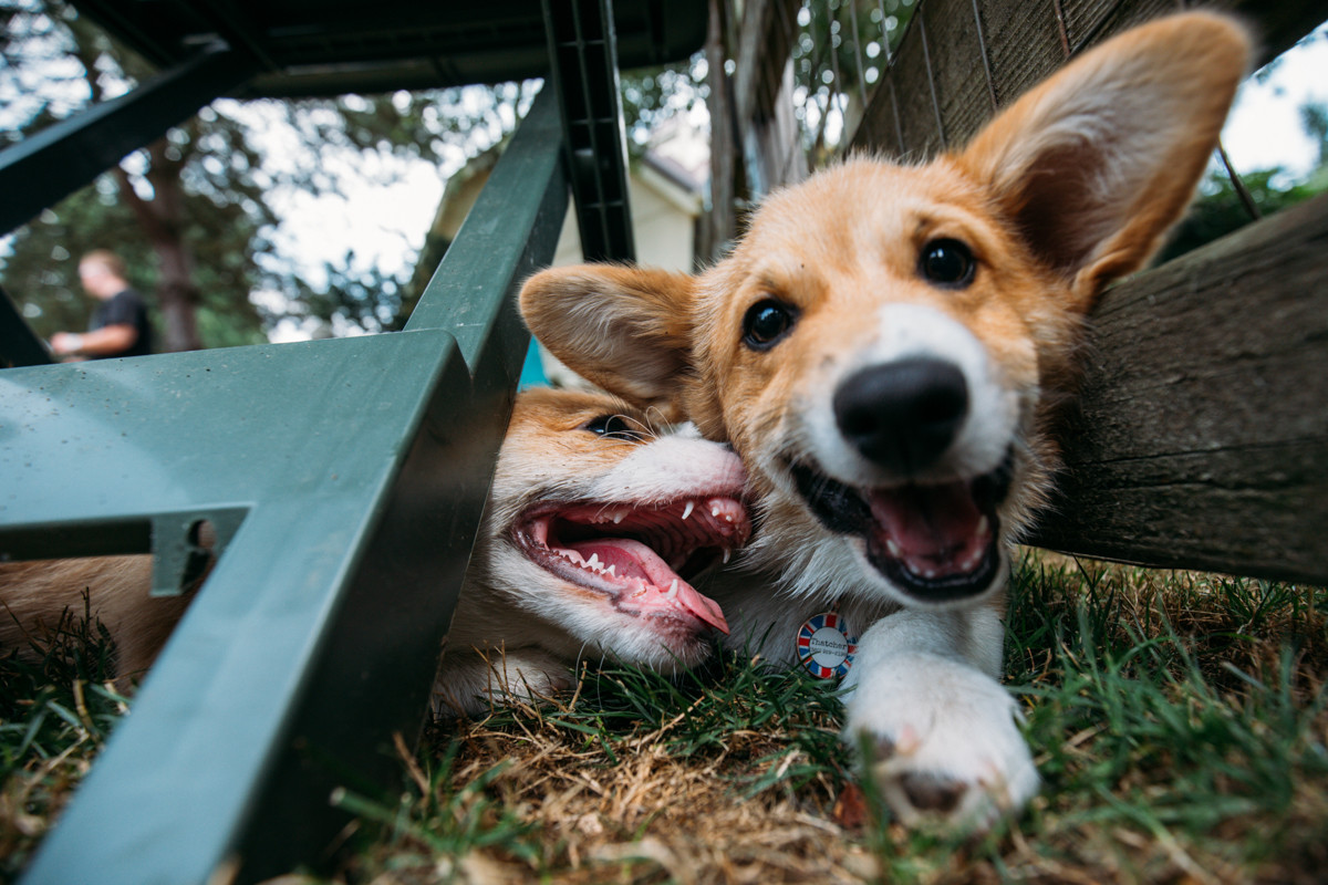 Pacific NW Corgi Picnic / imgur.com/gallery/QOT1e