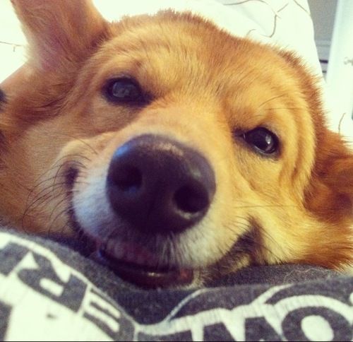 corgiaddict.com