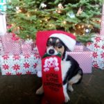 It’s A Christmas Corgi Paw-Pourri!