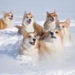 Friday Frolics: Frosty Corgi Fun!