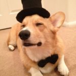 10 Corgi Smiles + Silly Hats = Perfection!
