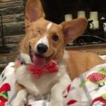 Wag-Worthy Wednesday: 22 Corgi Smiles