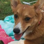 A Baker’s Dozen: 13 Sweet Corgi Smiles!