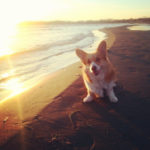 (Nearly) Wordless Wednesday: 11 Sunsets CORGI-fied!