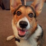 Monday Mugs: 11 Corgi Charmers To Kick Start Your Week!