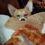 Throwback Thursday: 14 Corgis (and one Doxie) Who Will Have Whatever You’re Having