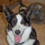 Cardigan Corgi Roll Call: 58 Faces and I Want YOURS Too!